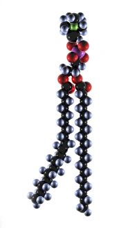 Prints of Phospholipid molecule. Computer artwork showing the structure of a phospholipid molecule. Phospholipids consist of a phosphate group head (top) and a fatty acid hydrophobic ( water-hating ) tail Images Dated 2013 March: Phospholipid Molecule Print