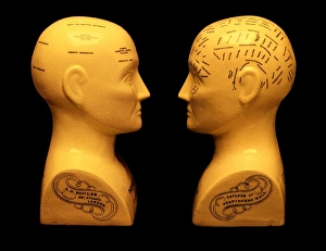 Phrenology busts Phrenology busts