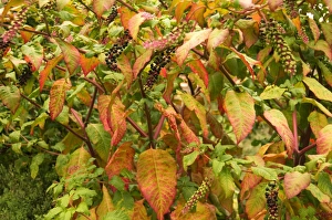 Red Berries In Autumn Prints: Phytolacca decandra
