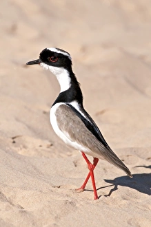 Pied plover on sand Pied plover on sand