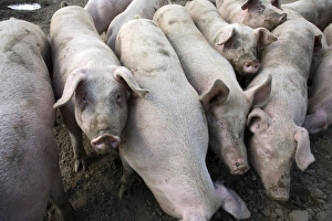 Agricultural Livestock Prints: Pigs