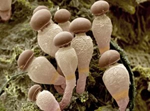 Fungus Collection: Pilobolus fungus