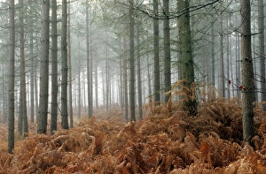 Misty Woodland Scene Prints: Pine forest