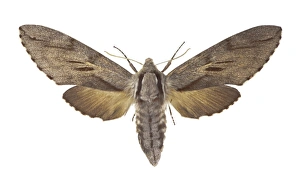 Pine Hawk Moth Print - Female Sphinx pinastri with spread wings
