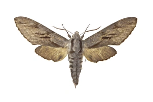 Pine Hawk Moth Prints: Pine hawk moth C016 / 2282