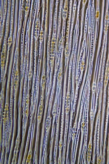 Pine Stem Print