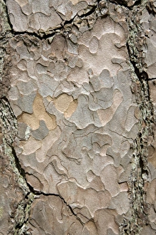 Coniferous Tree Bark Prints: Pine tree bark
