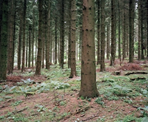 Forest Management Images Prints: Pine trees (Pinus sp. )