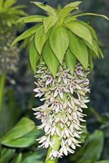 Unique Flower Arrangements Prints: Pineapple Lily (Eucomis bicolor)