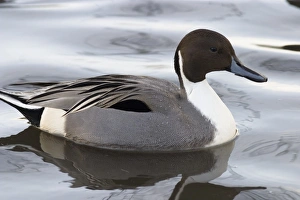 Pintail Duck Prints: Pintail