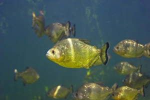 Prints of Piranhas. Shoal of piranhas (Serrasalmus sp.). The piranha is a carnivorous fish that inhabits rivers in South America Images Dated 2006 May: Piranhas Print: A Shoal of Serrasalmus