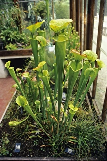 Insectivorous Plant Prints: Pitcher plants