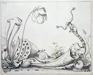 American Lotus Collection: Pitcher plants and snake, 18th century C016 / 5526