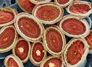 Print of Plankton Cell Wall, SEM