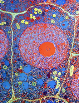 Plant Cell Structure Prints: Plant cell
