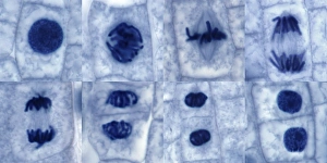 Cell Division Micrograph Prints: Plant cell mitosis, light micrograph