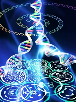 Deoxyribonucleic Acid (DNA) Prints: Plant evolution