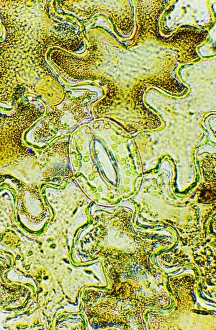 Stinging Nettle Leaf Prints: Plant stoma, light micrograph