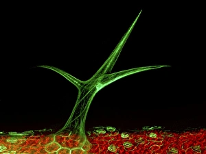 Images Dated 25th March 2013: Fluorescent Micrograph Print of Arabidopsis Trichome