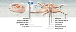 Biomedical Illustration Art Prints: Platelet activation, artwork