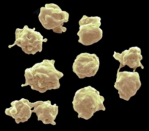 Blood Clot Formation Prints: Platelets, SEM C016 / 3091