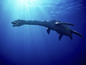 Prints of Plesiosaur, artwork. Plesiosaurs were marine reptiles that inhabited the seas throughout the Jurassic and Cretaceous periods. They were not dinosaurs, despite living at the same time Images Dated 2007 July: Plesiosaur Print: Marine Reptile Artwork