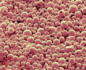 Images Dated 19th December 2012: Biodegradable PLGA Microspheres Print