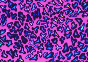 PLM of a cross-section through rayon fibres PLM of a cross-section through rayon fibres