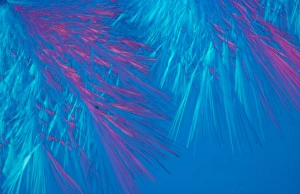 PLM of crystals of pantothenic acid PLM of crystals of pantothenic acid
