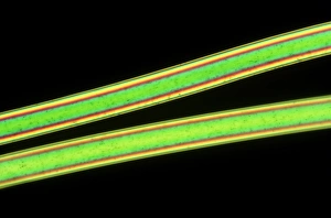 Polarised light micrograph of two Nylon 66 fibres Polarised light micrograph of two Nylon 66 fibres