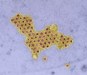 Images Dated 30th July 2002: Polio viruses, TEM