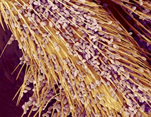 Scanning Electron Micrograph Of Pollen Prints: Pollen on a bee leg, SEM