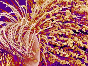 SEM Print of Pollen on a Bee Leg