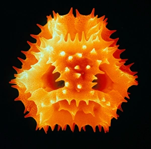 Scanning Electron Micrograph SEM Prints: Pollen of the dandelion