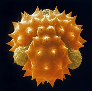 Pollen grain of a German chamomile flower Pollen grain of a German chamomile flower