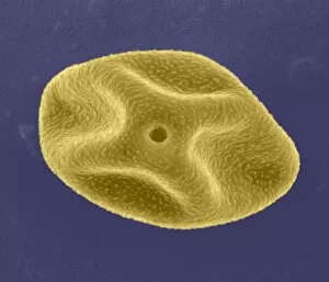 Images Dated 30th July 2002: Pollen grain, SEM