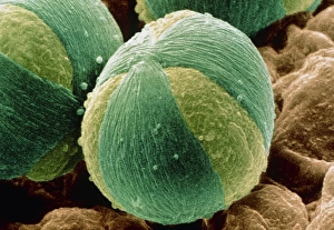 Pollen grain of Sycamore tree Pollen grain of Sycamore tree
