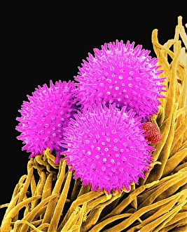 Pollen grains, SEM Pollen grains, SEM