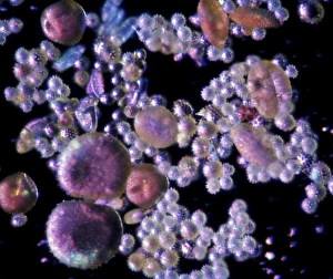 Pollen Grain Morphology Prints: Pollen, light micrograph