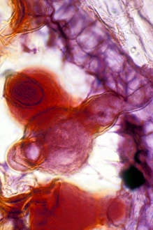 Pollen Grain Structure Prints: Pollen tube, light micrograph