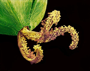 Pollinated flower pistil, SEM Pollinated flower pistil, SEM