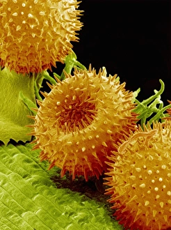 Pollen Grains Prints: Pollination