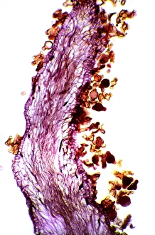 Plant Reproduction Biology Prints: Pollination, light micrograph