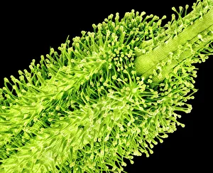 Pollination Process Prints: Pollination, SEM