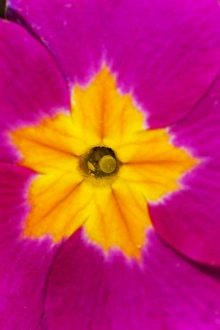 Flower Macro Photography Prints: Polyanthus