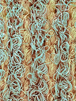 Coloured SEM Micrograph Prints: Polycotton fabric, SEM