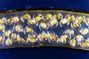 Prints of Pond snail egg mass. Light micrograph showing a number of great pond snail (Lymnaea stagnalis) eggs (yellow blobs), surrounded by a jelly mass (horizontal) Images Dated 2009 November: Pond Snail Egg Mass Print