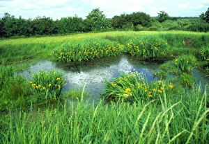 Summer Pond Print with Aquatic Vegetation