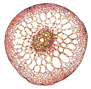 Light Microscope Images Prints: Pondweed stem, light micrograph