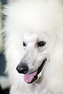 Canine Portrait Photography Prints: Poodle